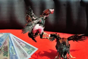 Bí Quyết Cách Chơi Đá Gà Sabong Tại 138Bet Ăn Tiền Thật Dễ Dàng